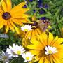 500px-blume_mit_schmetterling_und_biene_1uf.jpeg
